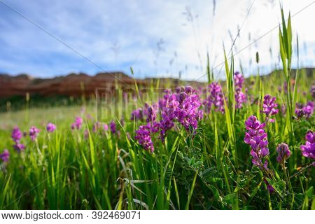 Purple Wildflowers In Wyoming Field In Summer