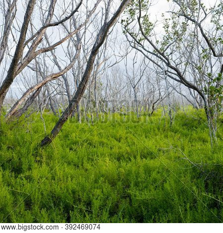 Pickleweed Covers The Ground Below Dried Trees In Everglades Wilderness
