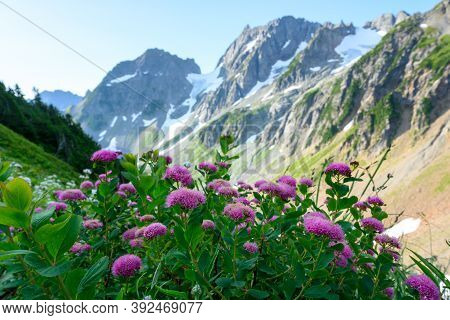 Rose Meadow Sweet Bloom In Cascade Mountains In Summer