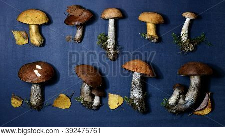 Two Rows Of Forest Mushrooms, Freshly Harvested. On A Blue Background. With Elements Of Natural Envi