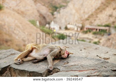 Monkey temple Galwar Bagh i Jaipur, Indien