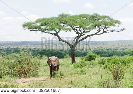 African Elephant ( Loxodonta africana, or 