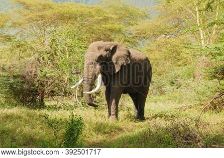 Closeup of African Elephant (scientific name: Loxodonta africana, or 