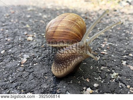 Small Garden Snail In Shell Crawling On Wet Road, Slug Hurry Home. Snail Slug Consist Of Edible Tast