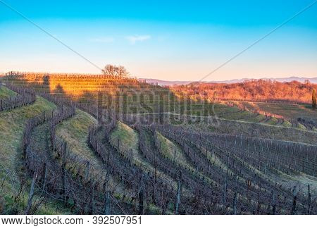 Winter Sunset In The Vineyards Of Collio Friulano
