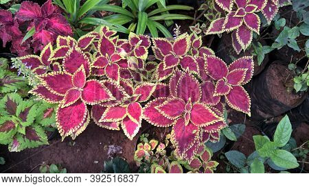Scenic View Of Coleus Plants Also Called Coleus Blumei Or Plectranthus Scutellarioides