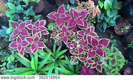 Scenic View Of Coleus Plants Also Called Coleus Blumei Or Plectranthus Scutellarioides