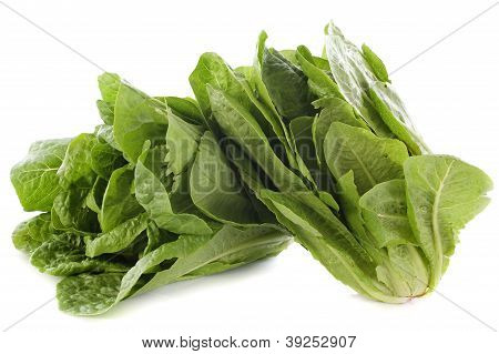 Lechugas romana