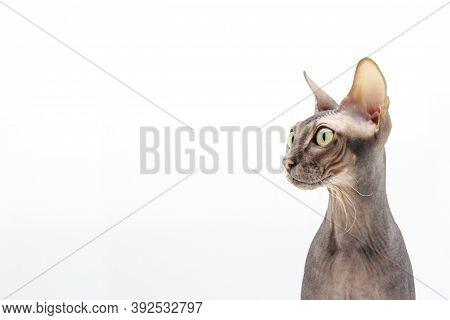 A Naked Sphinx Cat With Green Eyes Looks Away. Funny Bald Kitten Sitting In Profile, Looking Out Wit