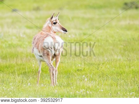 Wild female pronghorn antelope (Antilocapra americana) looking back in the grassland of Grand Teton National Park. Wyoming, USA
