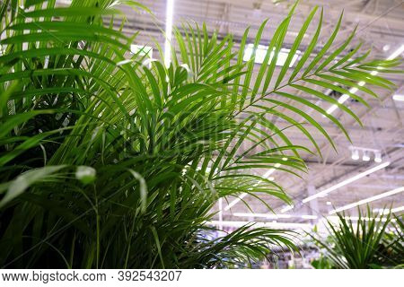 Decorative Areca Palm At Floral Market. Chrysalidocarpus Lutesc