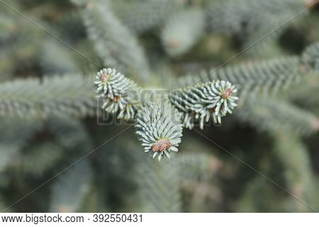 Blue Spanish Fir Branch - Latin Name - Abies Pinsapo Glauca