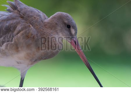 A Bar-tailed Godwit (limosa Lapponica) Is A Large Wader Close Up In In Non Breeding Plumage On Soft 