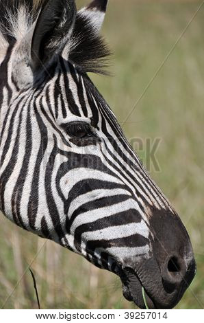 Zebra pohledu Smart