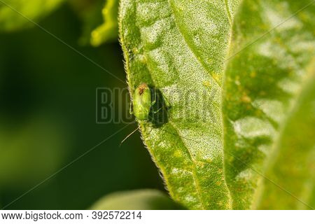 A Green, Mustachioed Bug With White Eyes And A Brown Ass Crawls On Green Leaves, Macro Photo