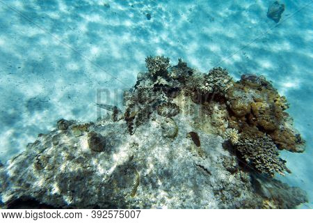 The Wonderful Sea Life