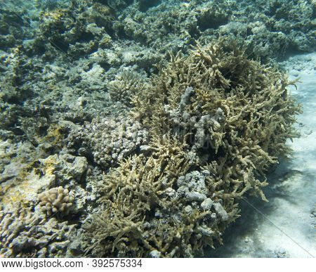 View Of The Amazing Sea Life Of New Caledonia