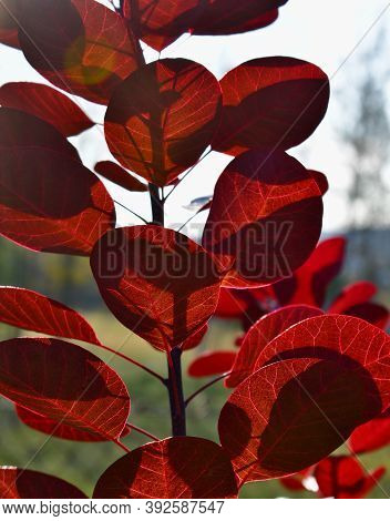 Hairy Ryegrass, Also Sometimes Called Hairy Sumac, Leaves In Autumn, Southern Bohemia, Czech Republi
