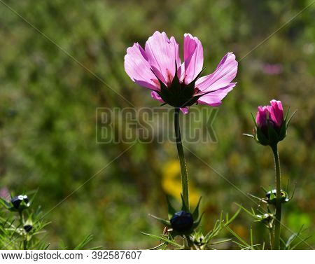 Beauty Feathered Is A Thermophilic, Medium-high, Undemanding Annual Flowering From August To October