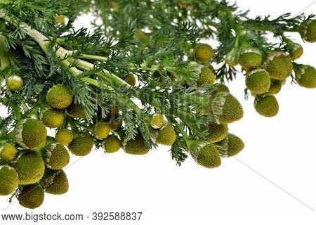Fresh Healthy Chamomile Flower