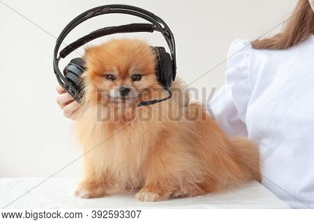 Furry Pomeranian Orange Color Fas In Black Headphones. The Concept Is To Stream, Listen To The Music