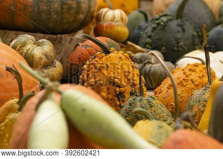 Collection Of Huge Pumpkins, Of All Shapes, Colors And Sizes, Exhibited In Baskets Or On The Ground,