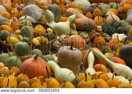 Collection Of Huge Pumpkins, Of All Shapes, Colors And Sizes, Exhibited In Baskets Or On The Ground,