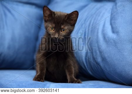 Cute Black Kitten On A Blue Background