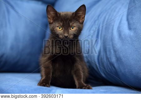 Cute Black Kitten On A Blue Background