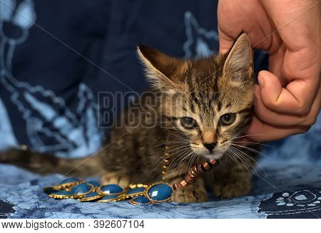 Cute Brown Striped Kitten On A Blue Background With A Beads On His Neck