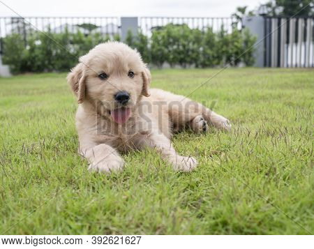 Close-up A Cute Puppy Sleeps On The Grass In The Yard And Looking Outside. A Lovely Golden Retriever