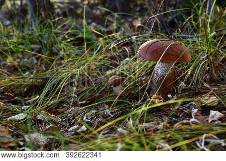 A Couple Of Strong Forest Mushrooms In The Grass And Fallen Foliage.