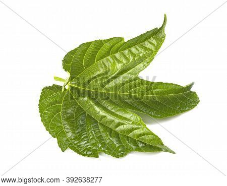 Morus Australis In Front Of White Background