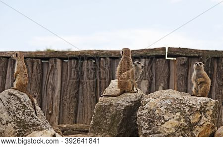 Four Meerkats Sitting On Some Rocks And Looking Around
