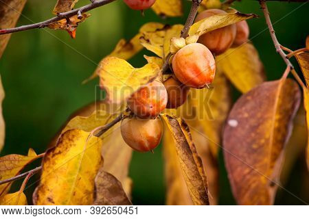 Persimmon Tree With Many Persimmons In Autumn. Persimmons That Are Ripened On The Branches