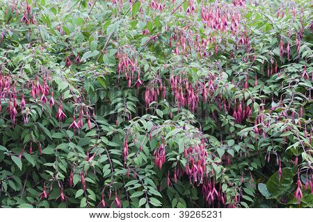 Fuchsia Magellanica