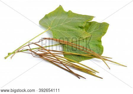 Catalpa, Commonly Called Catalpa Or Catawba. Pods Isolated On White