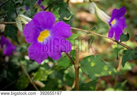View Of Thunbergia Erecta Which Is A Herbaceous Perennial Climbing Plant. Also Known As Bush Clockvi