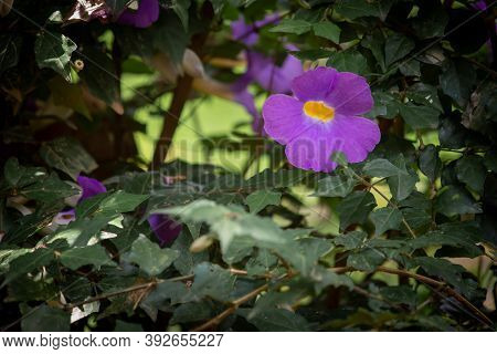 View Of Thunbergia Erecta Which Is A Herbaceous Perennial Climbing Plant. Also Known As Bush Clockvi
