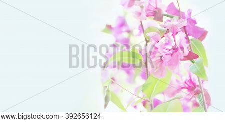 Beautiful Pink Flowers Close-up On A Gentle Blue Sky Background. Pastel And Soft Floral Card With So
