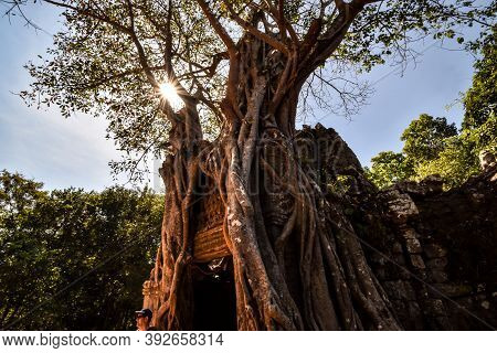 Giant Banyan Tree Roots Over Ta Phrom Temple, Angkor, Archaeological Park, Cambodia