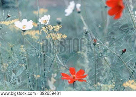 Beautiful Meadow Field With Wild Flowers. Spring Or Summer Wildflowers Closeup. Health Care Concept.