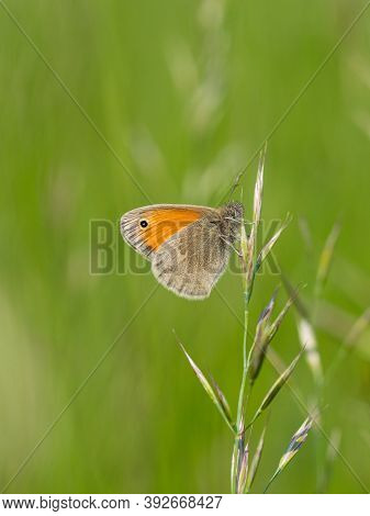 Small Heath (coenonympha Pamphilus) Butterfly On Grass Blade, Green Meadow Background
