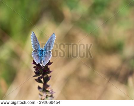 Adonis Blue Male (polyommatus Bellargus) Butterfly On Blooming Plant In Summer Meadow