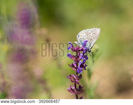 Adonis Blue Male (polyommatus Bellargus) Butterfly On Blooming Plant In Summer Meadow