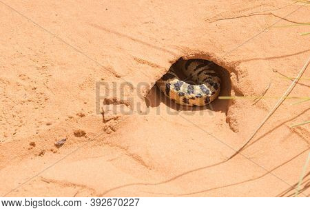 Non-venomous Pacific gopher snake (Pituophis catenifer catenifer) hidden in the send hole in the Arches National Park. Utah, USA