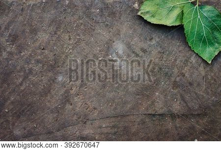 A Grey Brown Rock Or Stone Background With A Pair Of Green Leaves In One Corner