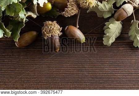 Acorns On Wooden Table, Studio Shot Ripe Oak Fruit With Branch, Alternative Medicine (fagaceae)