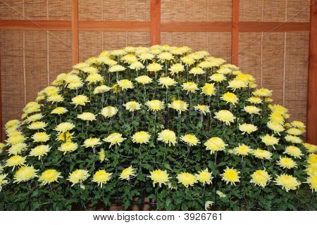 En japansk Kiku Flower Show