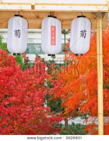 En japansk Kiku Flower Show